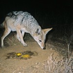 Black-backed jackal