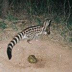 Large-spotted genet