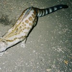 Large-spotted genet