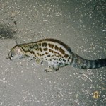 Large-spotted genet