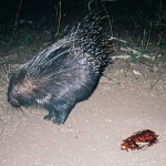 Porcupine