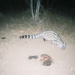 Small-spotted genet