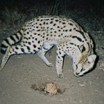 Serval